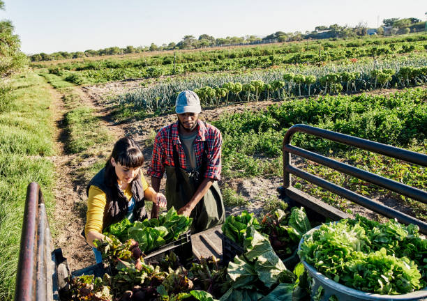 istock Two young farmers working at the vegetable farm, stacking plastic boxes with freshly harvested vegetables. 

Young couples are arranging the vegetable basket in a truck to deliver to a market. 1407510530