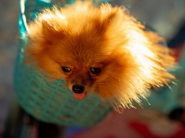 istock orange pomeranian Cute, playful little ones 1407511314
