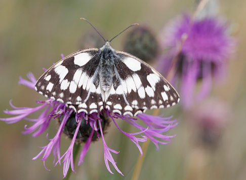 Description:\nMelanargia galathea has a wingspan of 46–56 millimetres  In these medium-sized butterflies the upper side of the wings is decorated with white and gray-black or dark brown markings, but it is always gray-black or dark brown checkered in the basal and distal areas. The underside is similar to the upper side but the drawings is light gray or light brown. On the underside of the hindwings is present a row of gray eye spots. The males and the females are quite similar, except that some females may have a yellowish nuance on the underside of the wings.\nLife cycle:\nLike other members of its subfamily, the larvae feed on various grasses. These include Phleum (P. pratense), Poa (P. annua, P. trivalis), Festuca rubra, Bromus erectus, Dactylis, Brachypodium pinnatum, Agrostis capillaris, Elytrigia, Holcus, Dactylis, Triticum and Agropyron species . \nEggs are laid on the wing, or from brief perches on grass stems, and are just sprinkled among the grass stems. Upon hatching, the larvae immediately enter hibernation and only feed the following spring when the fresh growth occurs. They are a lime-green colour, with a dark green line running down the middle of their back. Pupation takes place at ground level in a loose cocoon. Adults can be found from early June to early September. On a good site, in warm, sunny weather, thousands can be seen gently fluttering amongst the grass heads.\nHabitat:\nIt is found in forest clearings and edges, meadows and steppe where it occurs up to 1,500-1,700 m above sea level. They are a common sight in unimproved grasslands across Europe.\n\nDistribution:\nThis species can be found across most of Europe, southern Russia, Asia Minor and Iran. There is an isolated population in Japan. It is not found in Ireland, North Britain, Scandinavia (except Denmark) and Portugal or Spain. The late twentieth century saw an expansion of its range in the UK (source Wikipedia).