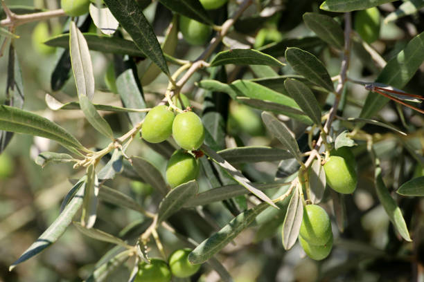 istock Green olives on the branches 1407512707
