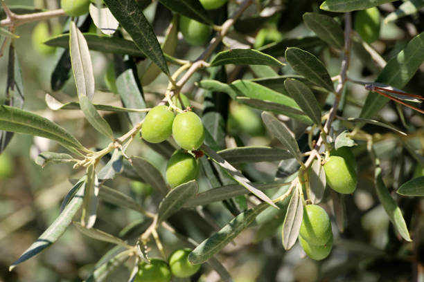 Green olives on the branches stock photo