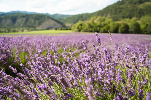 Field of lavender in Drome France with green hill backdrop. Beautiful summer landscape on a bright sunny day. Eco responsible sourcing of essential oils and makeup ingredients