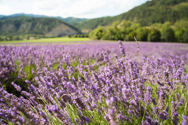 Field of lavender in Drome France Field of lavender in Drome France with green hill backdrop. Beautiful summer landscape on a bright sunny day. Eco responsible sourcing of essential oils and makeup ingredients drome stock pictures, royalty-free photos & images