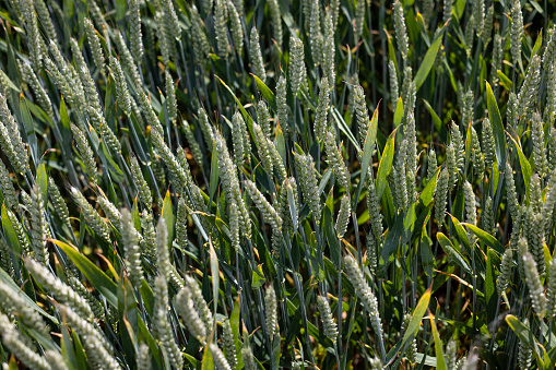 Close-up of a wheat crop in an agricultural field in Embleton, Northumberland.