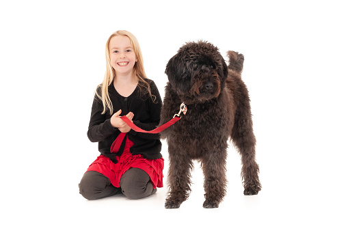 Young blonde girl holding black labradoodle on a red leash. Isolated on white studio background