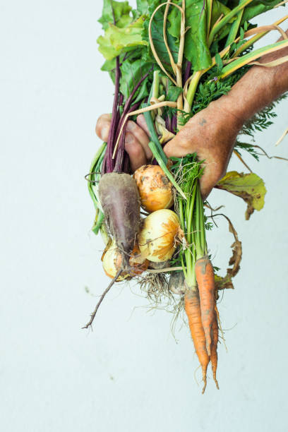istock vegetables, carrots, beets, parsley, radishes, onions, garlic 1407516291