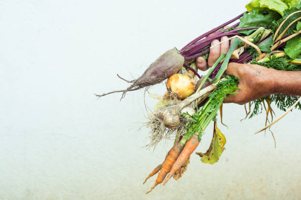 vegetables, carrots, beets, parsley, radishes, onions, garlic