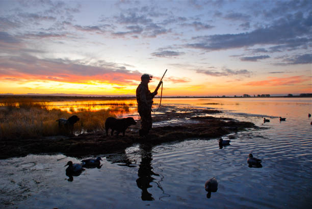 Waterfowling in WY Waterfowl hunter at sunset duck bird stock pictures, royalty-free photos & images