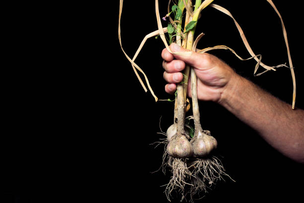 istock vegetables, carrots, beets, parsley, radishes, onions, garlic 1407517454