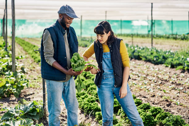 istock Farmer discussing with a colleague looking at spinach while working on organic sustainable farm garden to cultivate vegetation in agribusiness. Managing growth and harvest of fresh greenhouse crops 1407519116