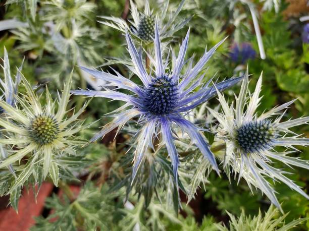 istock Eryngium zabelii 'Big Blue' 1407520250