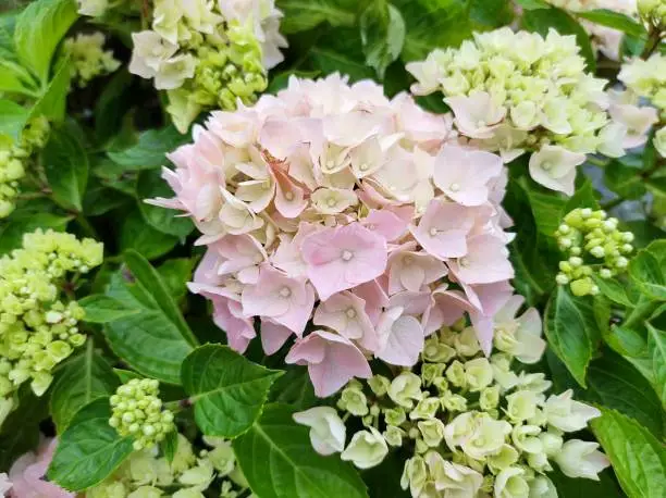 Photo of Hydrangea macrophylla 'Datong'