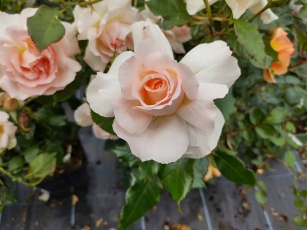 Free Stock Photo of Hybrid tea rose 'Chandos Beauty' | Download Free ...