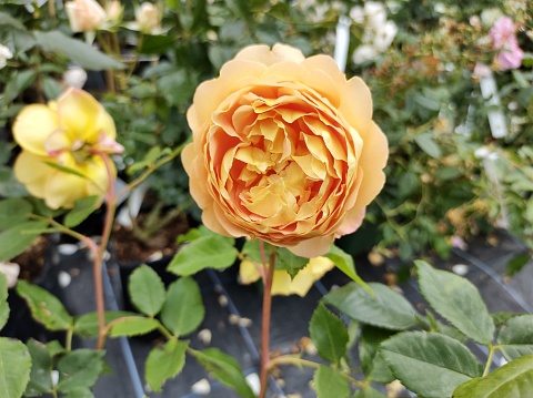 Rose bouquet toned image