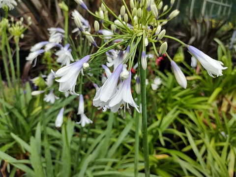 Purple and white buds and flowers on tall stems of Agapanthus 'Fireworks'