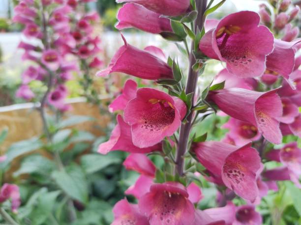 istock Digitalis x valinii 'Foxlight Plum Gold' 1407520287