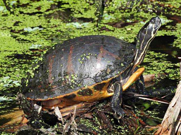 istock Florida Red-bellied Cooter (Pseudemys rubriventris) - resting on a log 1407520400