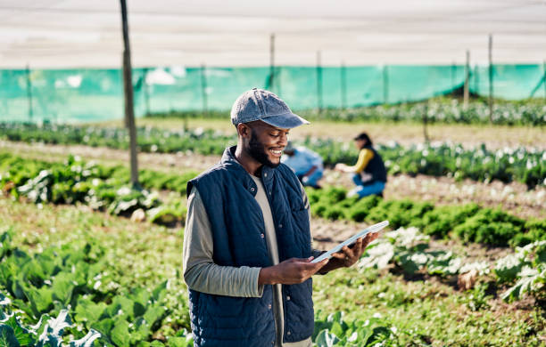農業で野菜を栽培するために有機持続可能な農場に取り組んでいる間、デジタルタブレットを使用している幸せな若い農家。技術を使用して収穫を準備し、畑での植物の成長を監視する人間 - africa farmer african descent agriculture ストックフォトと画像