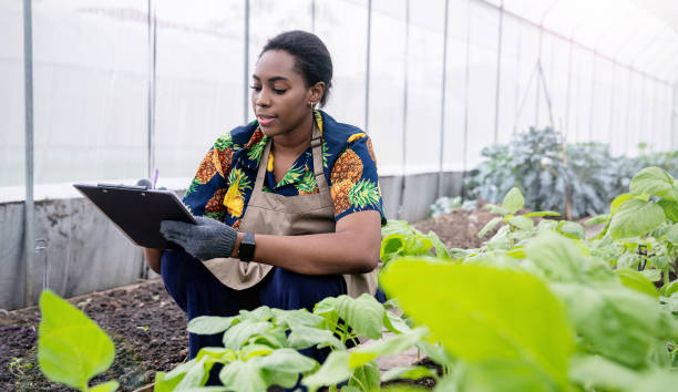 retrato feliz dono de sme mulher africana trabalhar com horta de prancheta fazenda vegetal, plantio de viveiro em fazenda orgânica, startup pequeno negócio sme proprietário, agricultor negro, conceito de alimentos veganos frescos - spring organization nature field - fotografias e filmes do acervo