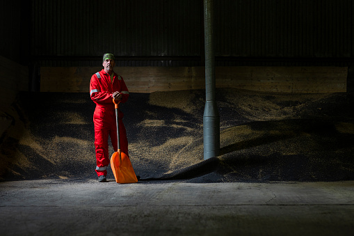 A wide-angle portrait of a male farmer who is standing proudly with a large shovel that he uses to move the rapeseed and wheat in the barn on his farm in Embleton in Alnwick in the North East of England