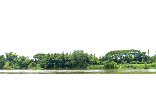View of a High definition Treeline isolated on a white background