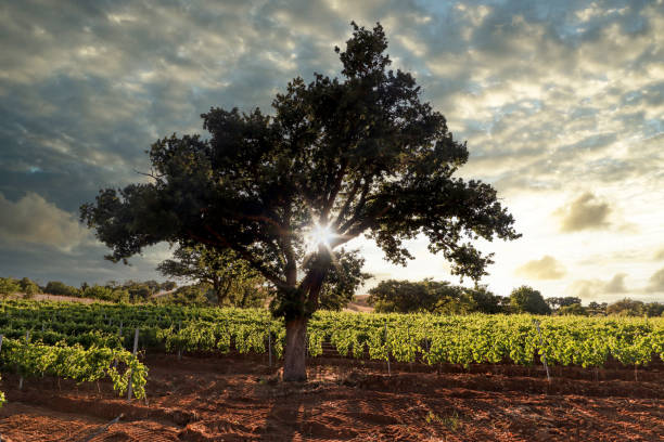 pôr do sol sobre vinhedos antigos com uvas de vinho tinto e carvalho perto de uma vinícola na área de vinho chianti, itália toscana - vineyard napa valley agriculture sunset - fotografias e filmes do acervo