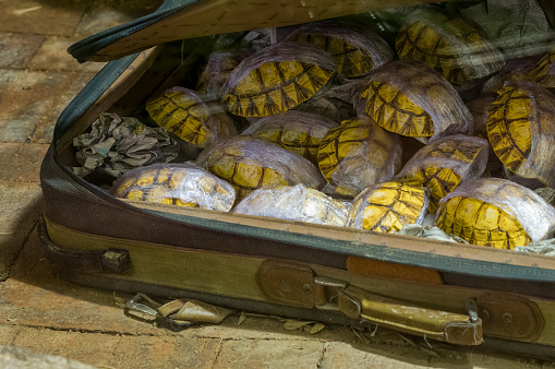 Concepto de contrabando de animales. Proyectiles de tortuga siendo contrabandeados en una maleta maltratada. photo