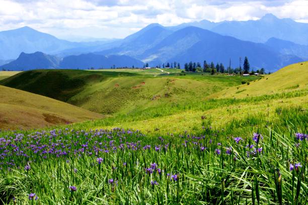 istock The iris blooms  on the plateau in July 1407525302