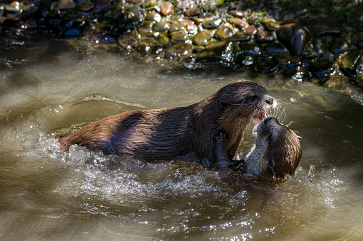 Two Asian small-clawed otters, Lutra lutra swimming and play fighting on a river bank with clear water in the British Isles.