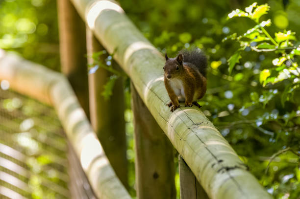 A red squirrel, Sciurus vulgaris sitting on a wooden fence in summer, UK.