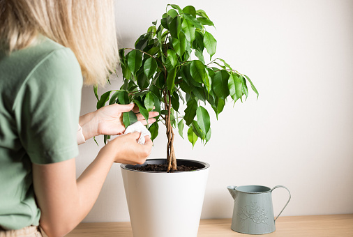 Woman cleaning ficus leaf from dust. Cultivation and caring for indoor potted plants.