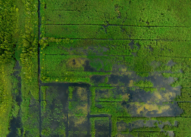 일몰에 이탄 땅. 마슐랜드와 늪지 풍경. 야생 진흙. 동유럽 늪과 이탄 늪지. - peat moss 이미지 뉴스 사진 이미지