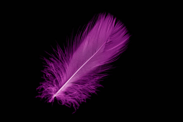 istock violet feather goose on a black isolated background 1407526374