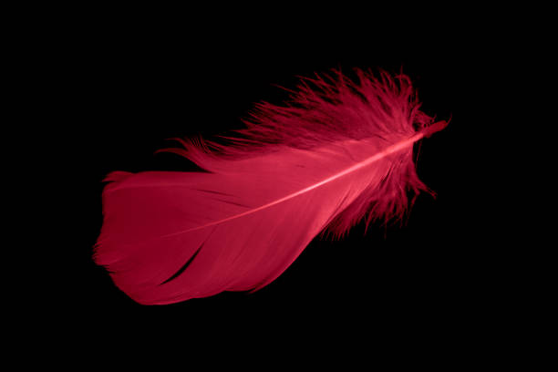 istock a red goose feather on a black isolated background 1407526379