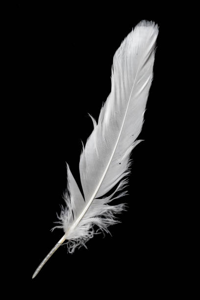 istock white feather of a goose on a black background 1407526383