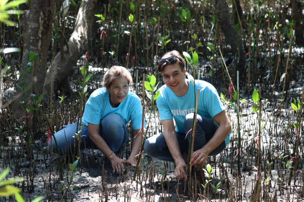 istock Volunteer in blue t-shirt planting sapling tree in deep mud at mangrove forest for increasing mangrove cover world-wide, eco world environment day concept. 1407527367