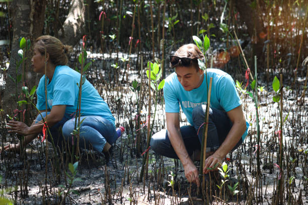 istock Volunteer in blue t-shirt planting sapling tree in deep mud at mangrove forest for increasing mangrove cover world-wide, eco world environment day concept. 1407527468