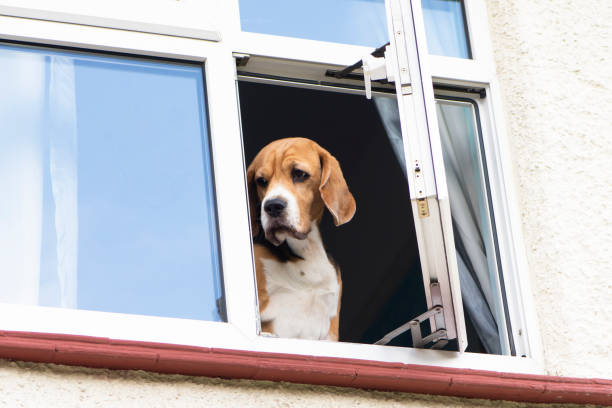 istock funny cute beagle dog looks out 1407527586