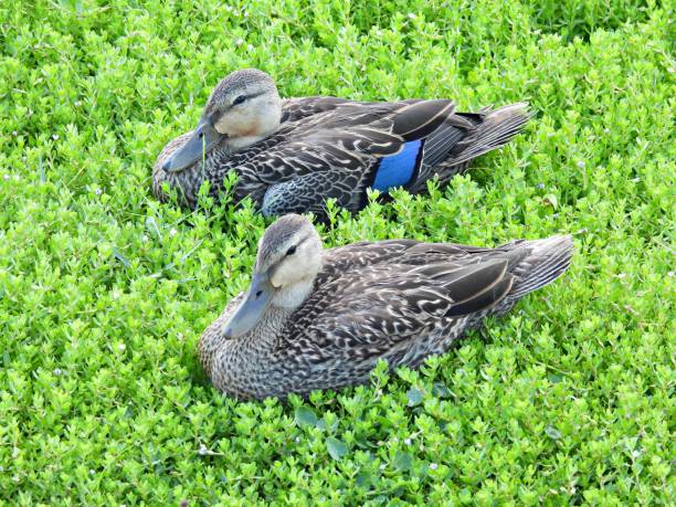 istock Muscovy Ducks (Cairina moschata) resting in the grass 1407528986