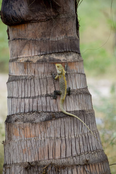 istock The oriental garden lizard( Agamid lizard) 1407529047