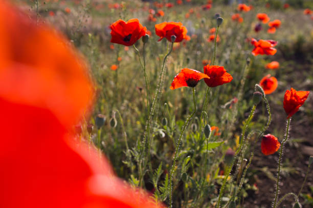 istock Red poppy flowers field nature spring background with sun 1407529055