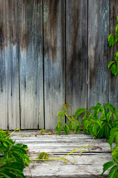 Old and rotten wood board stage, with virginia creeper vines. Product display backdrop