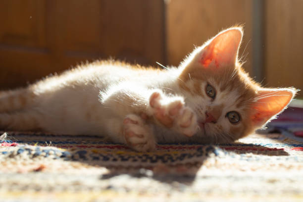 orange kitten stretching in the sunset - wakening imagens e fotografias de stock