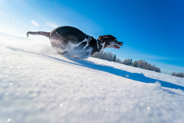 istock Dog enjoing run in the snow 1407529417
