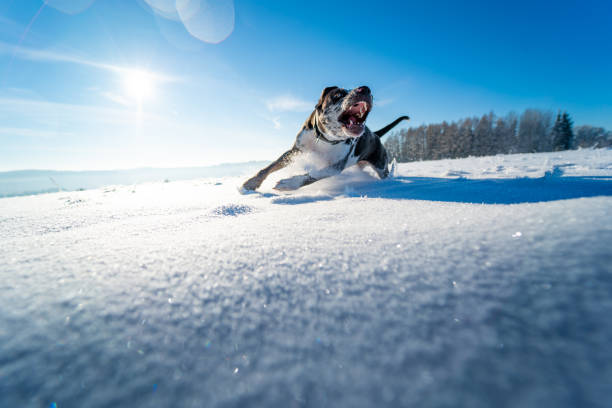 istock Dog enjoing run in the snow 1407529463