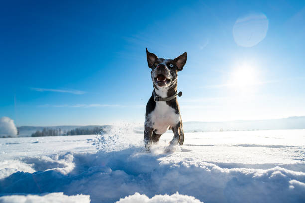 Dog enjoing run in the snow