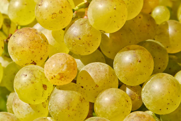 istock Close-up of ripe white wine grapes. 1407531648