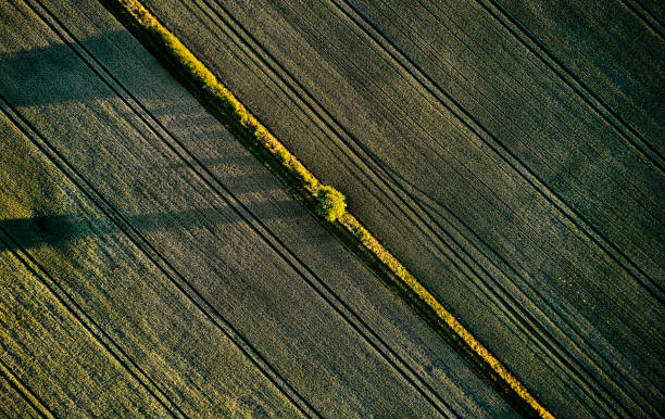 istock Directly above tree in wheat field 1407532288