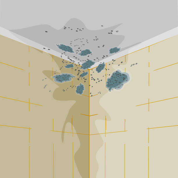 벽과 천장에 곰팡이. 욕실이나 거실의 벽에 곰팡이가 있습니다. - mold basement house wet stock illustrations