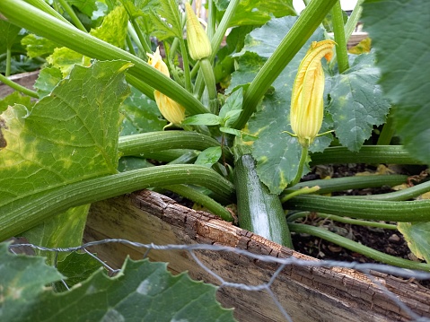 Mobile shot courgette protection wire fence